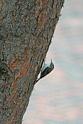 IMG_4355_Treecreeper.JPG